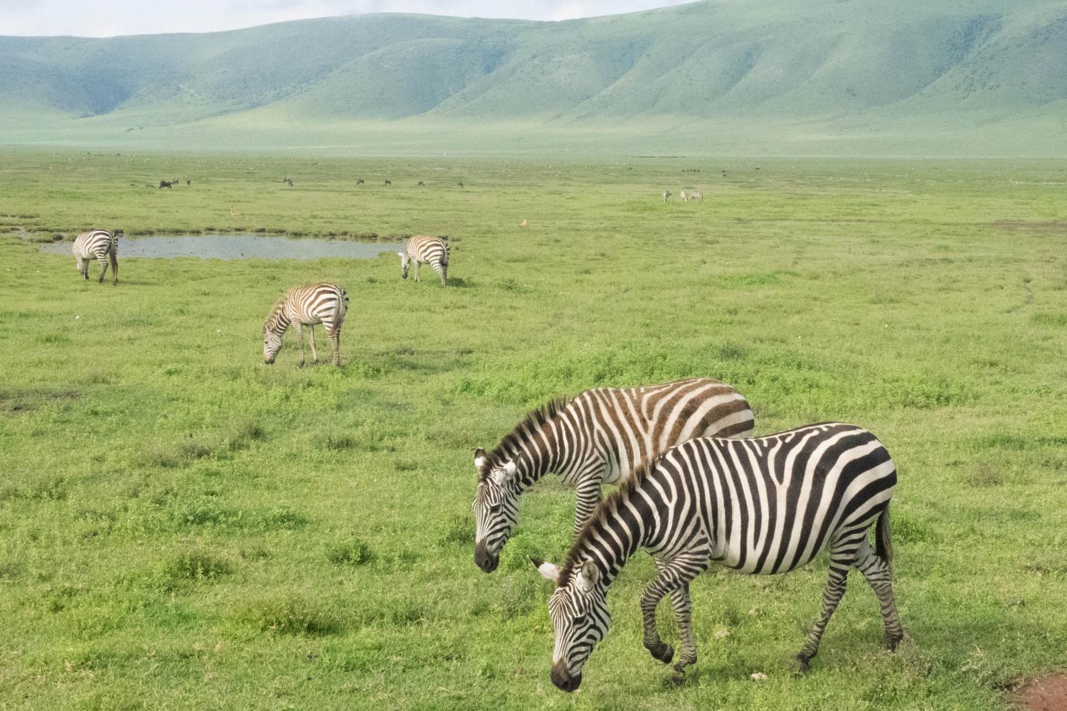 Zebras in Africa