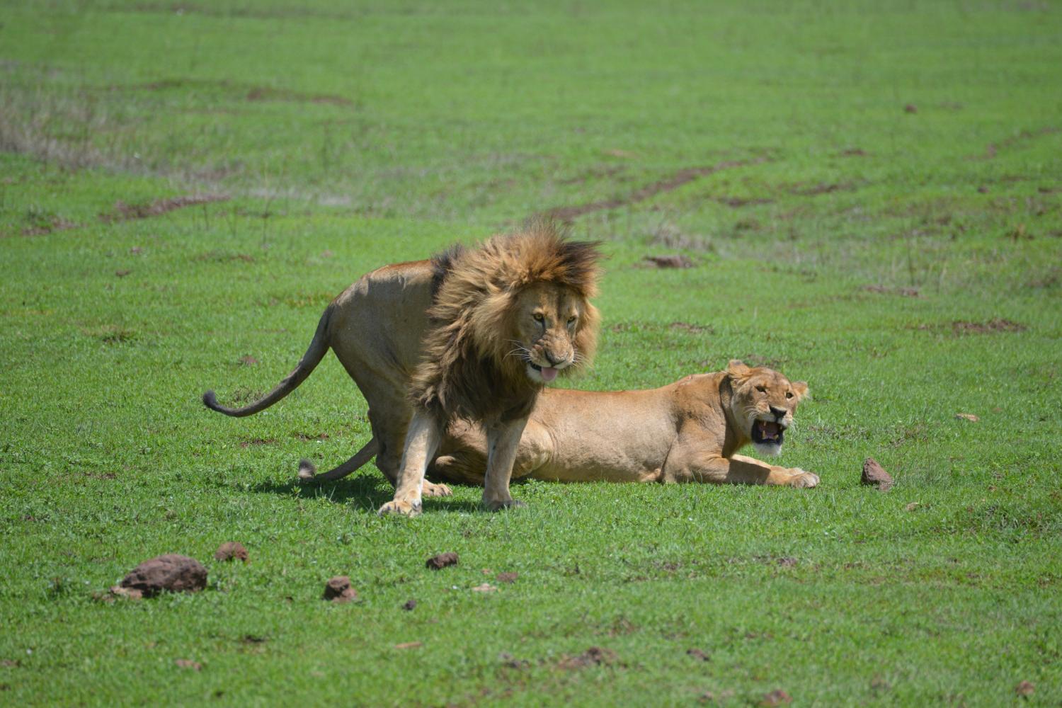 Lions in 坦桑尼亚